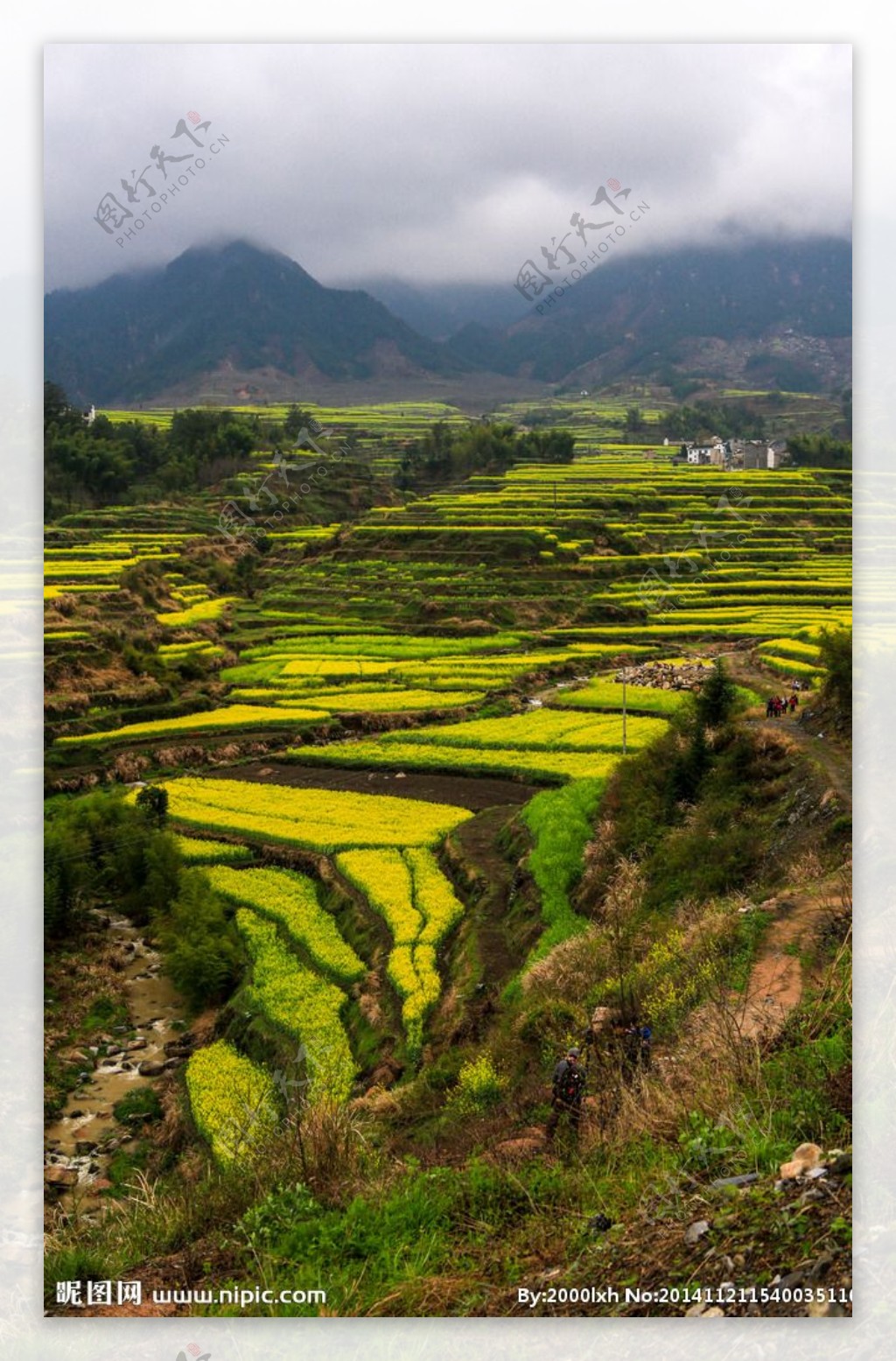 家朋油菜花图片