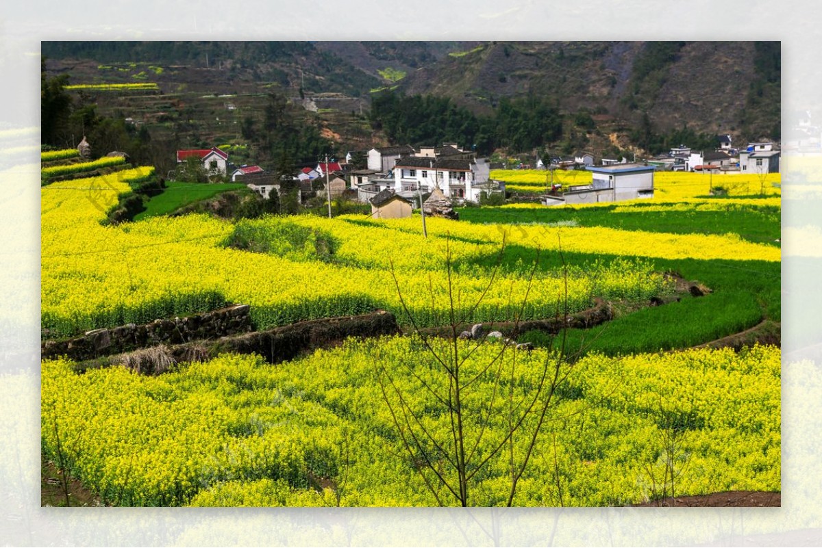 家朋油菜花图片