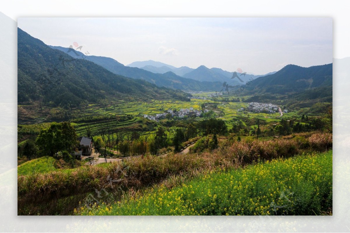 江岭梯田油菜花图片