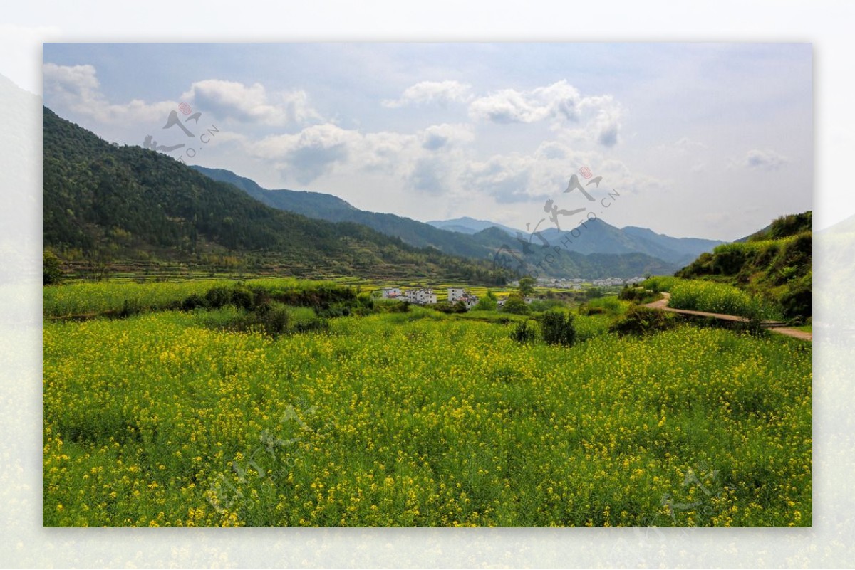 江岭梯田油菜花图片