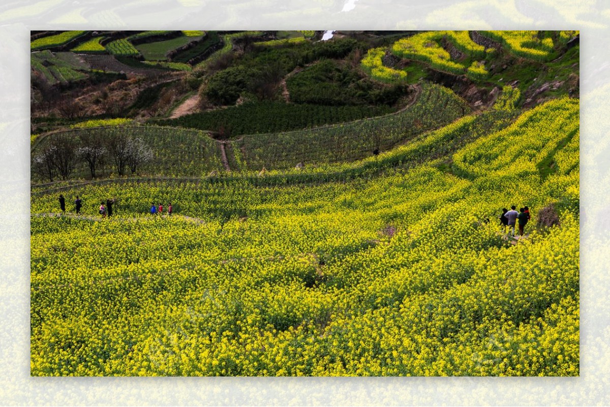 覆卮山梯田油菜花图片