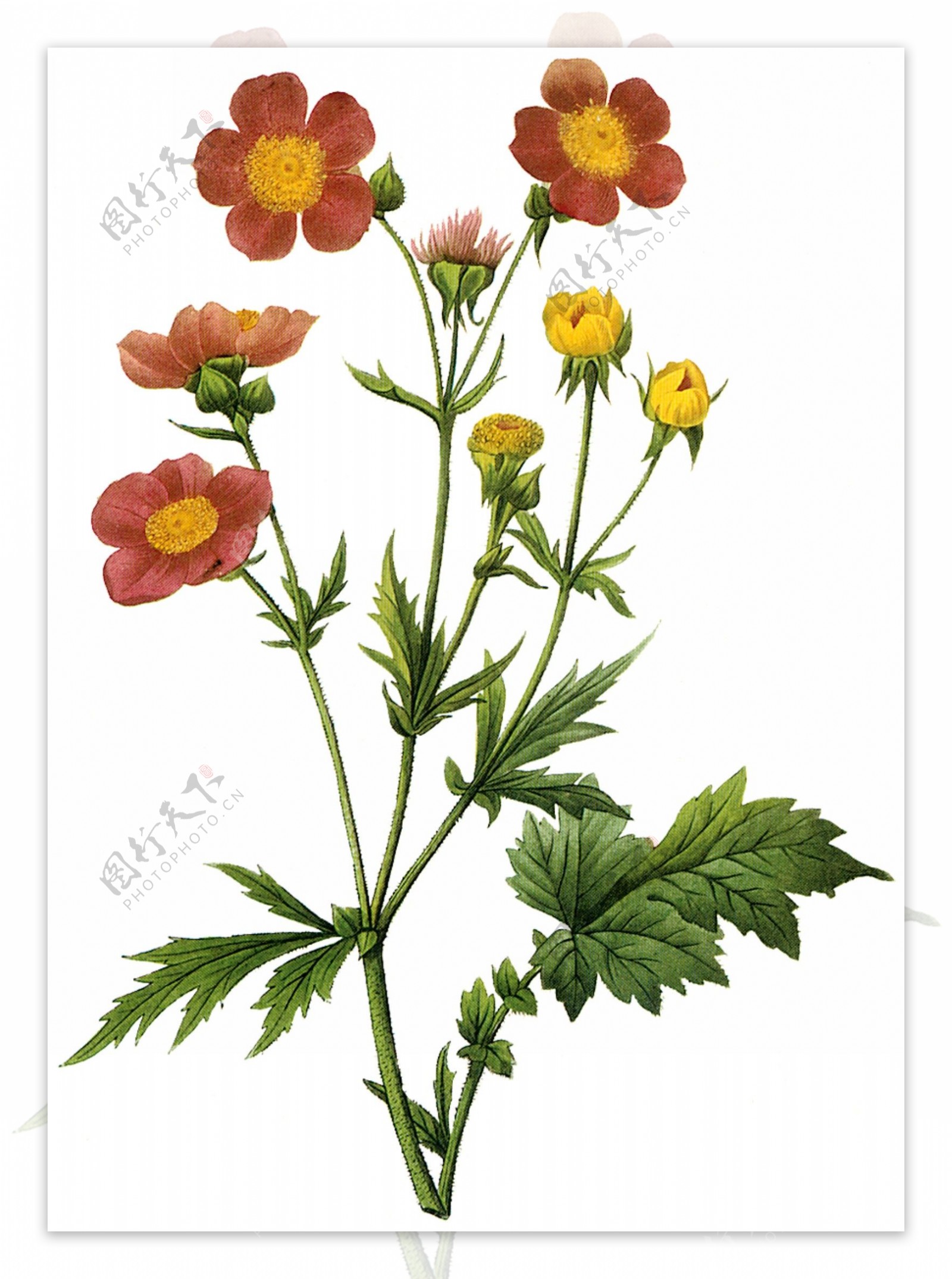 欧式花卉图片