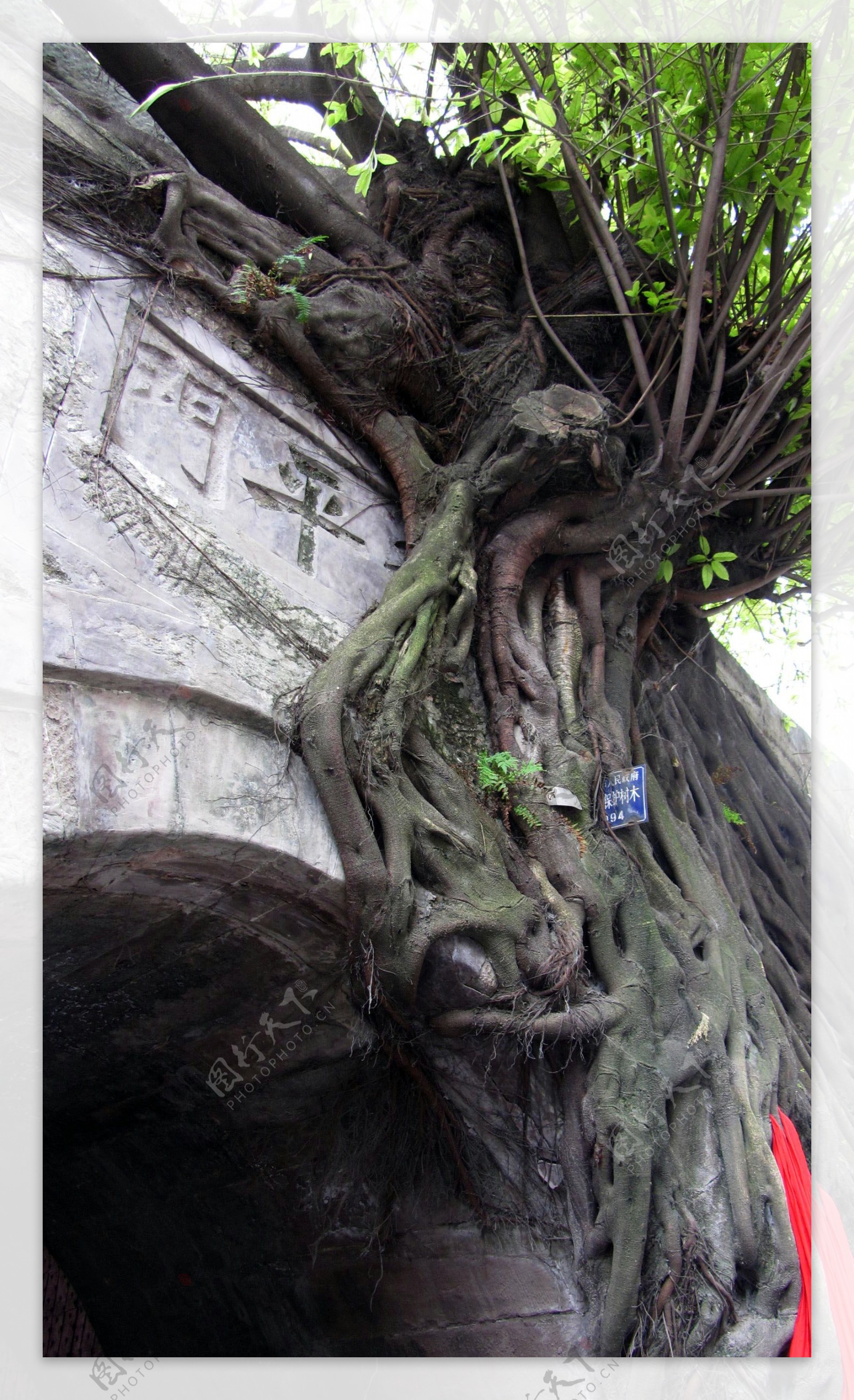 全国最有名的古树，树龄上千年，名字一棵比一棵霸气_凤凰松