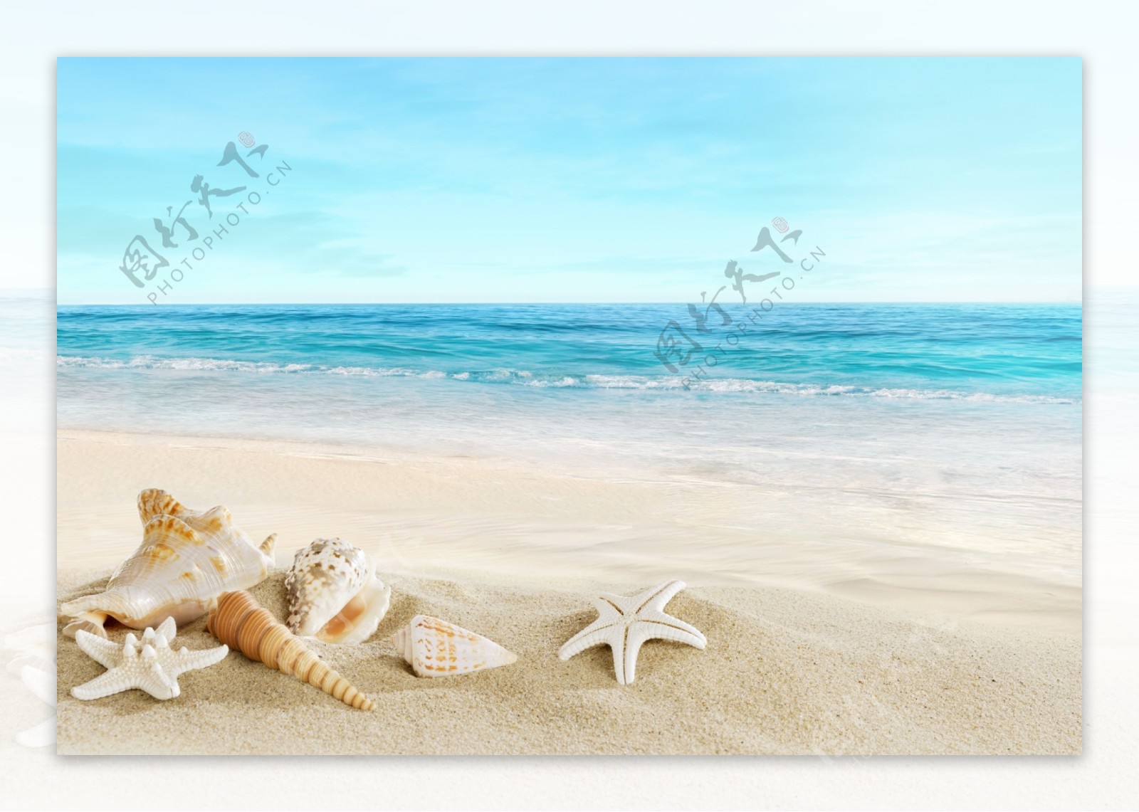 沙滩海星海螺大海图片