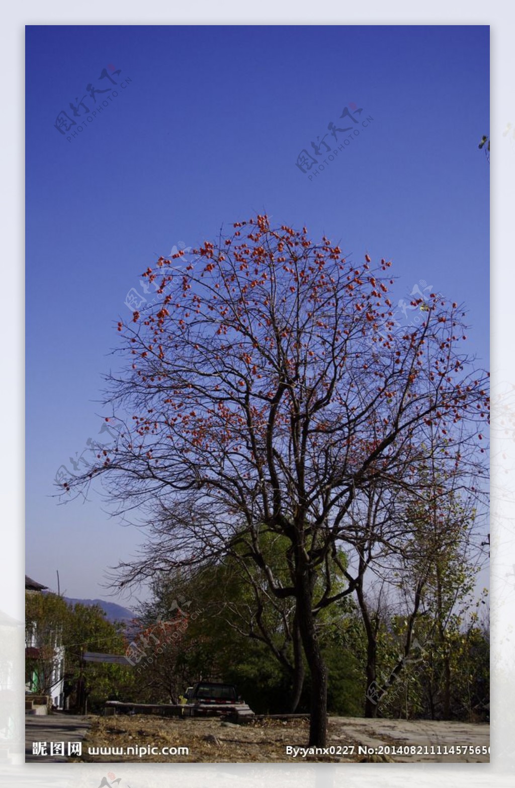 泰山东御道的树图片