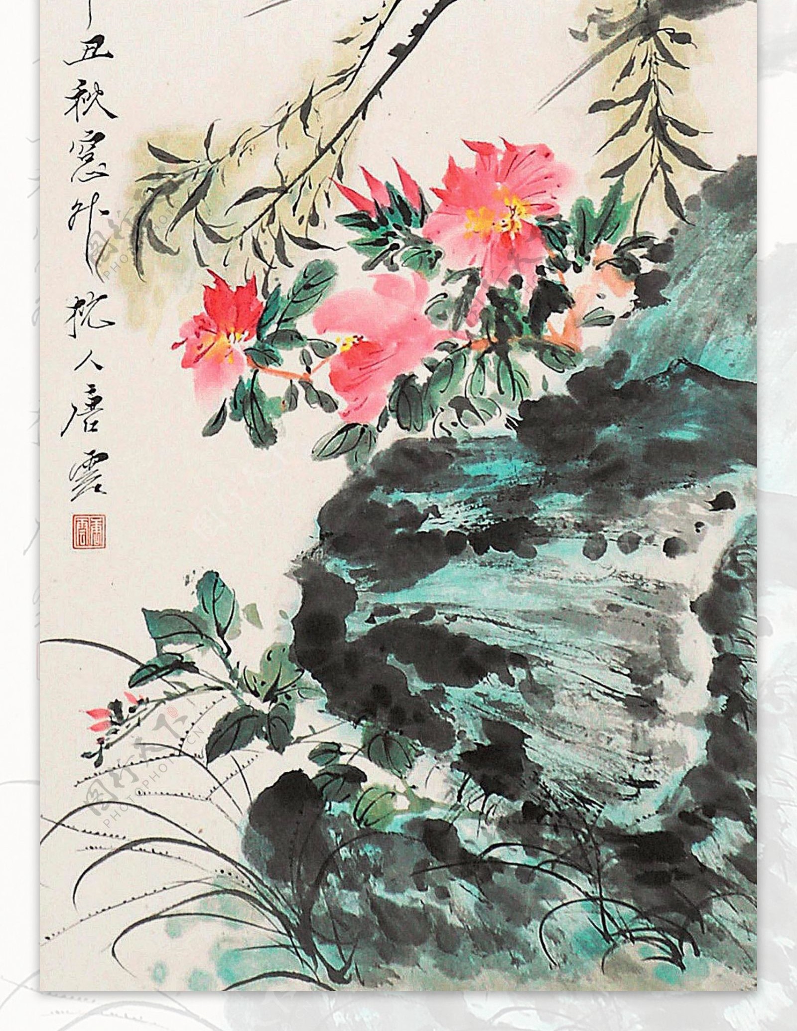 花鸟图片