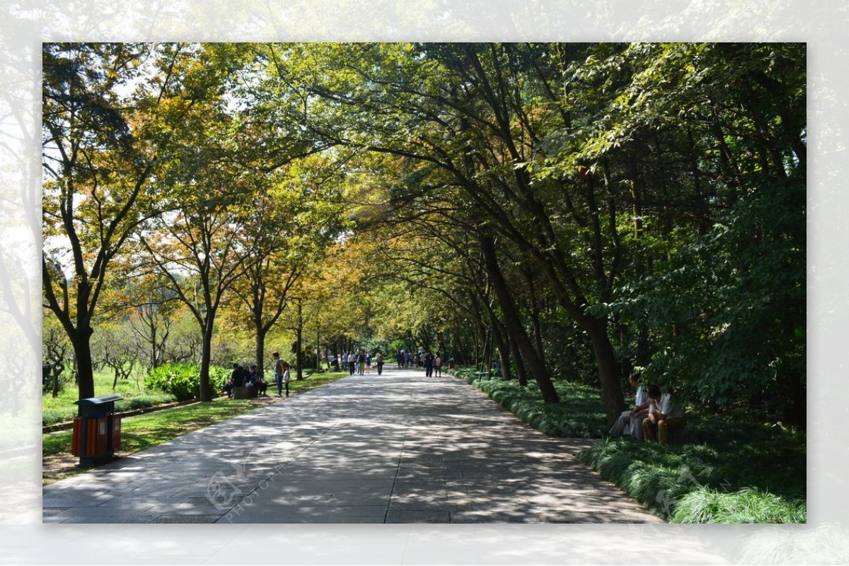 秋景道路图片