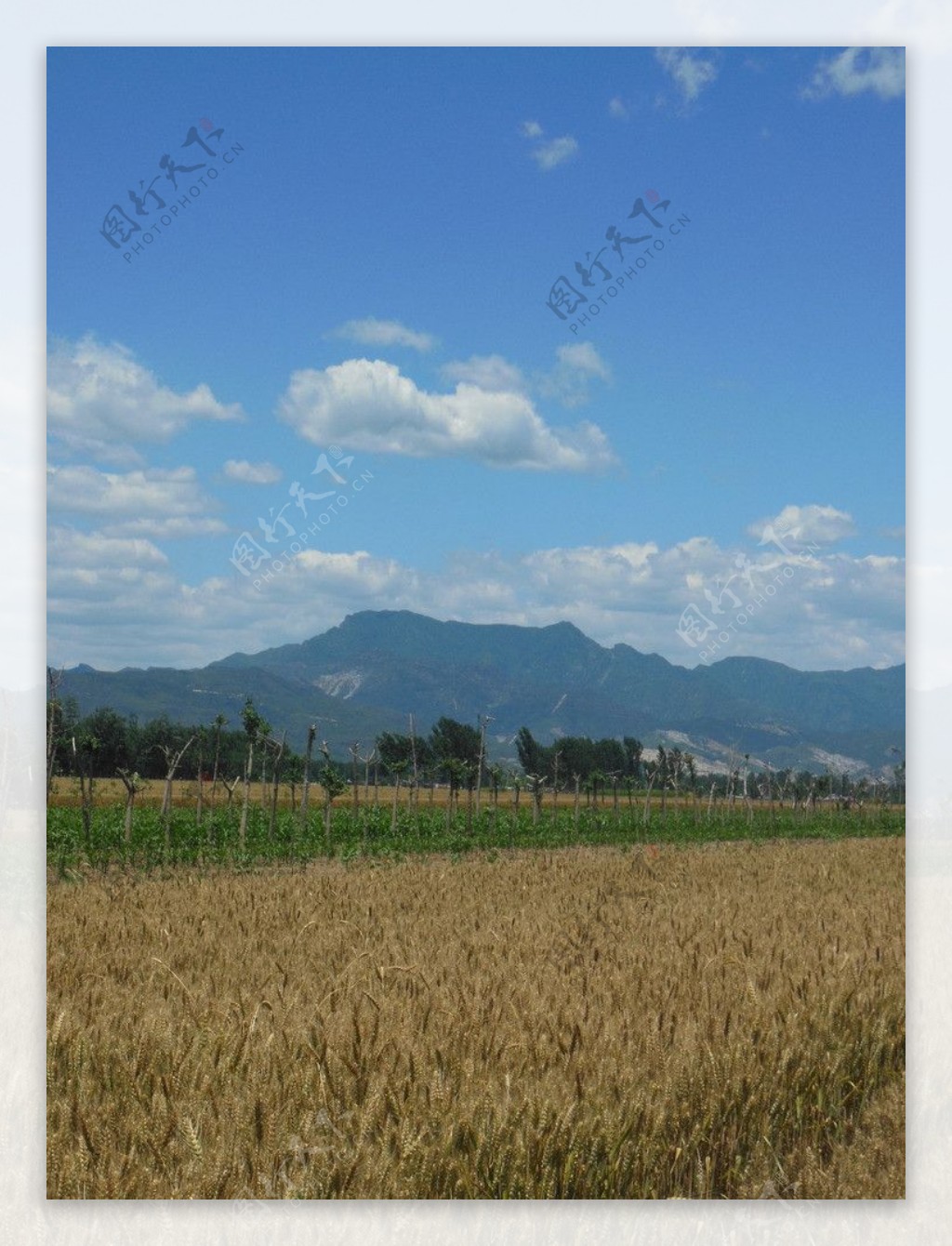 麦田风景图片