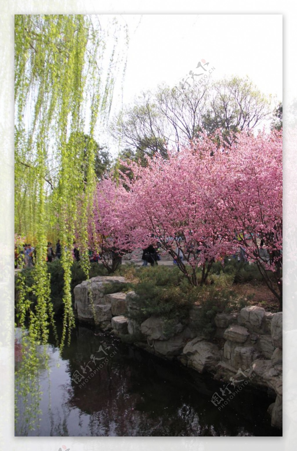 绿柳树与粉桃花图片