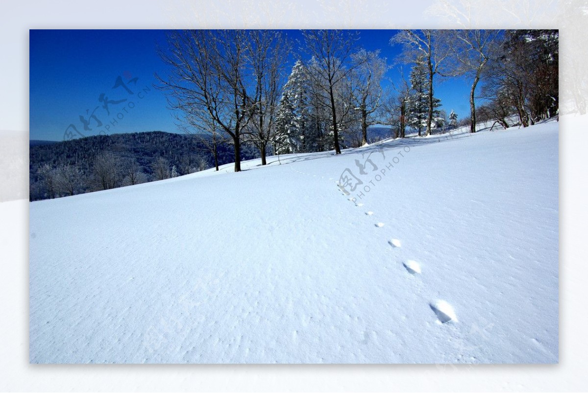 雪野仙踪图片