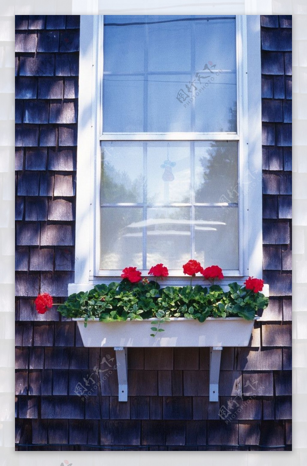 窗前的鲜花素材图片