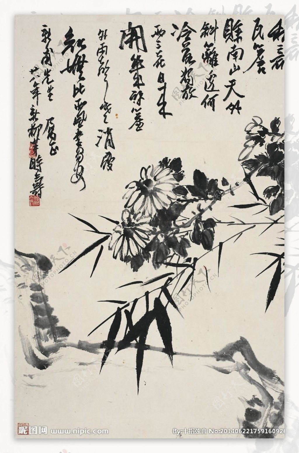 竹菊石图图片