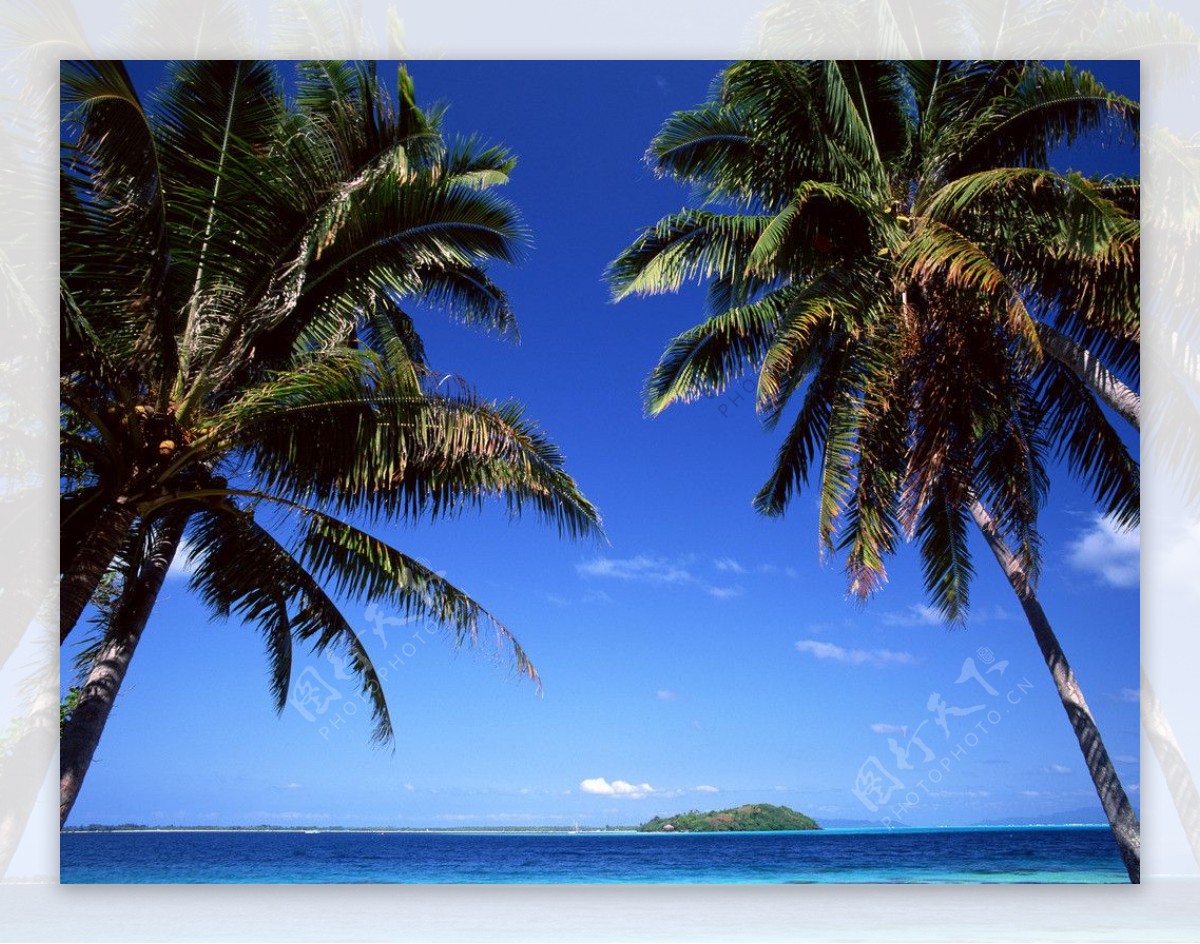 大海椰树图片