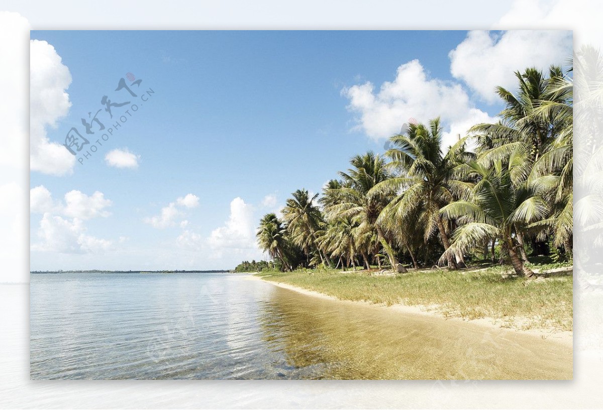 椰子树图片海边-图库-五毛网