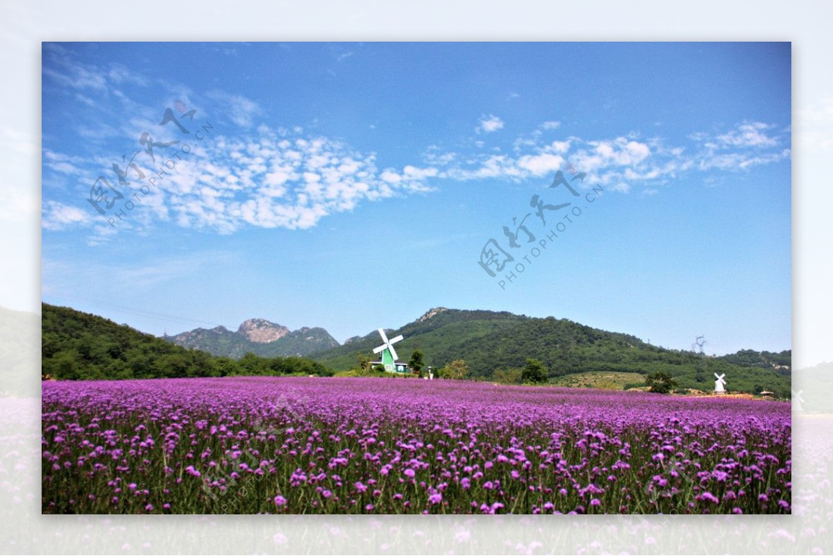 紫云花汐薰衣草风景图片