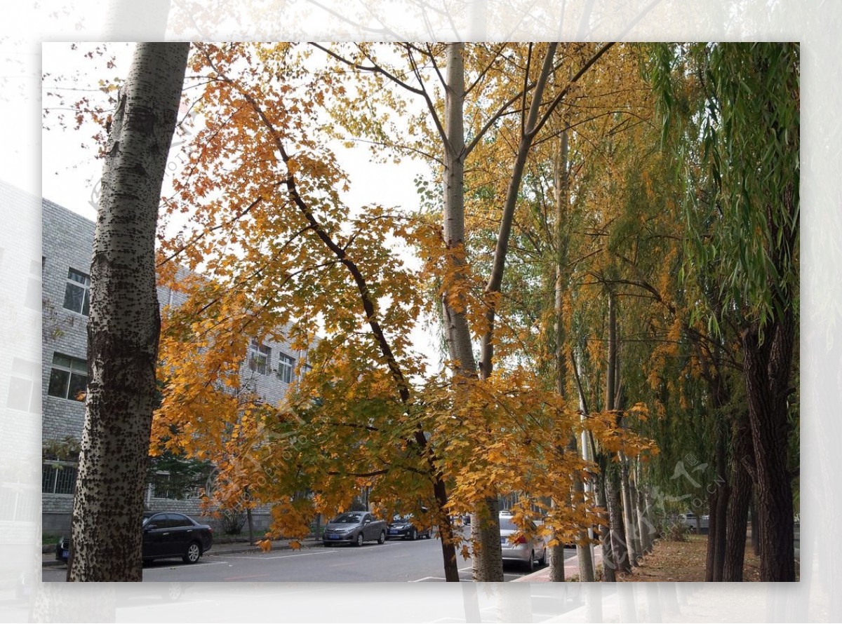 秋天黄色的枫树叶图片
