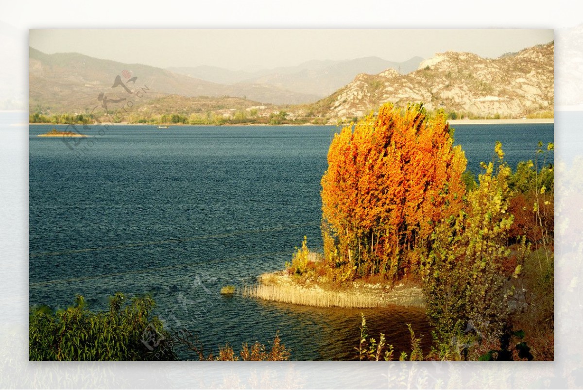 湖中金色大树图片