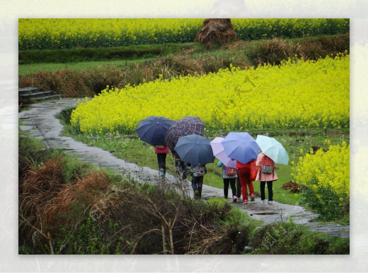 金黄色的油菜花图片