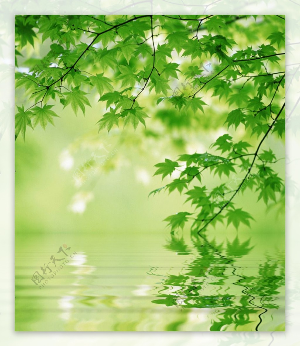 绿色枫叶背景墙图片