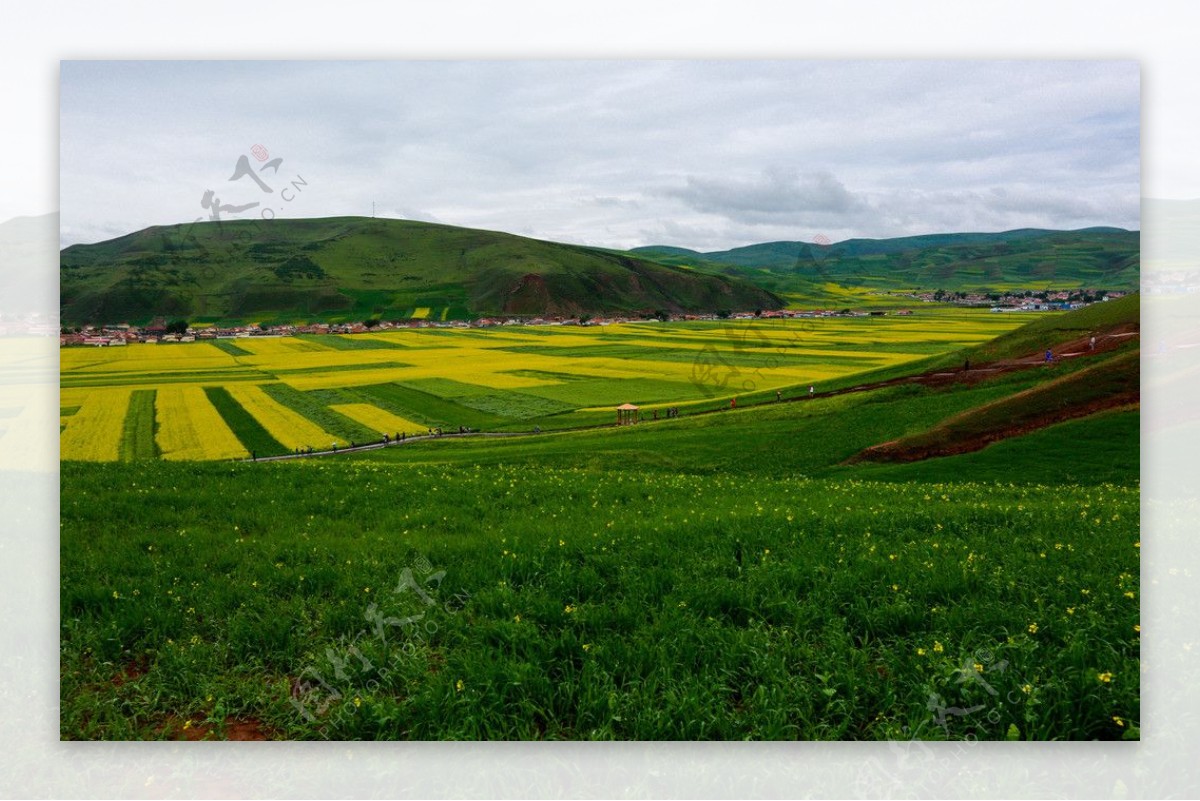 门源油菜花图片