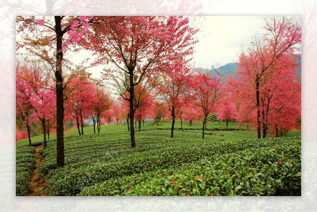 茶园树木红叶美景风光图片