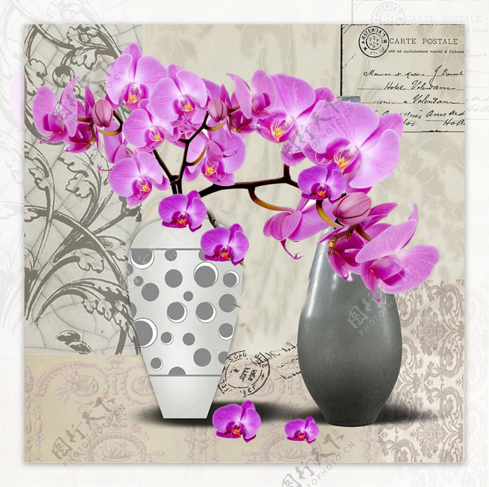 花瓶蝴蝶兰图片