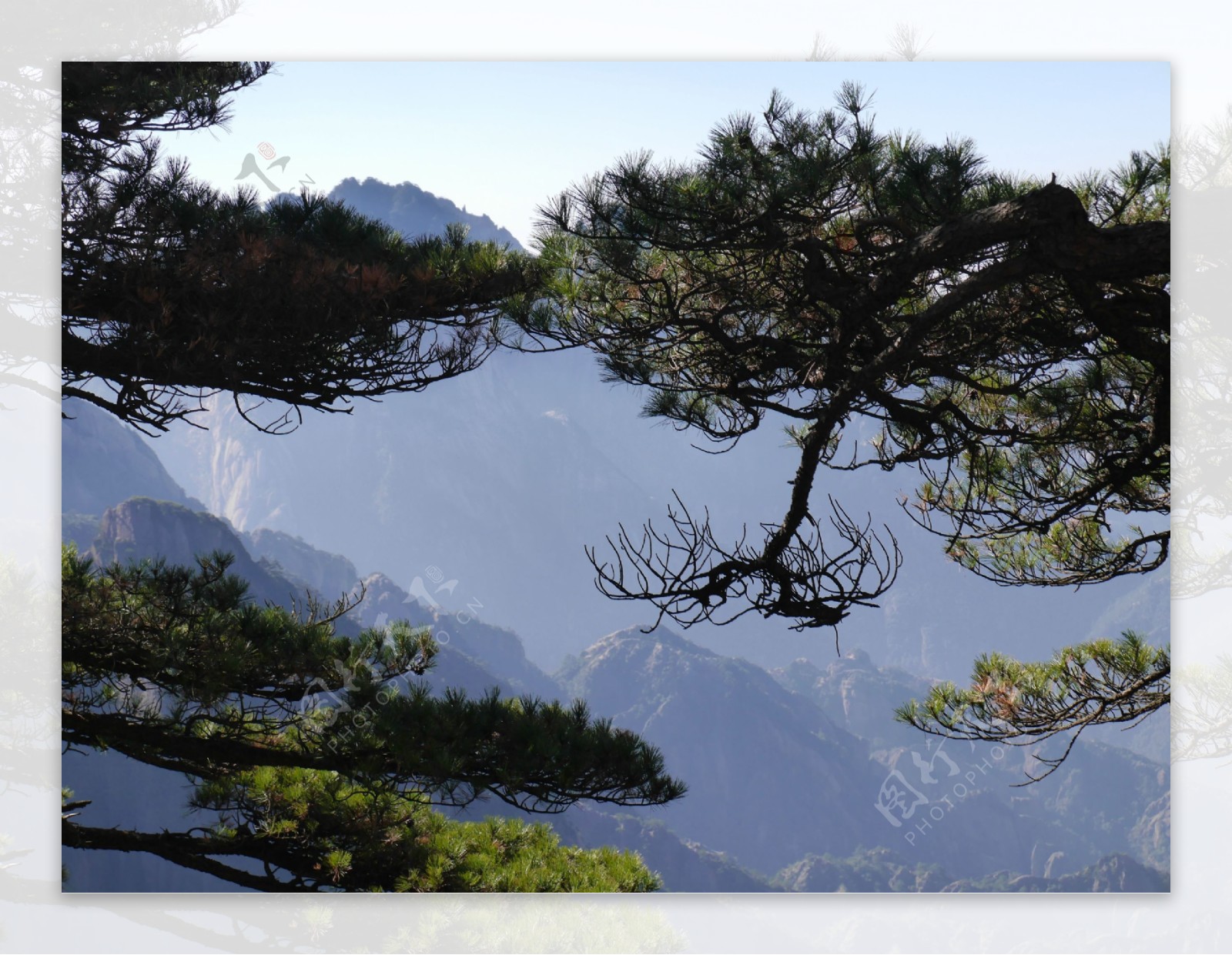 黄山风景迎客松图片