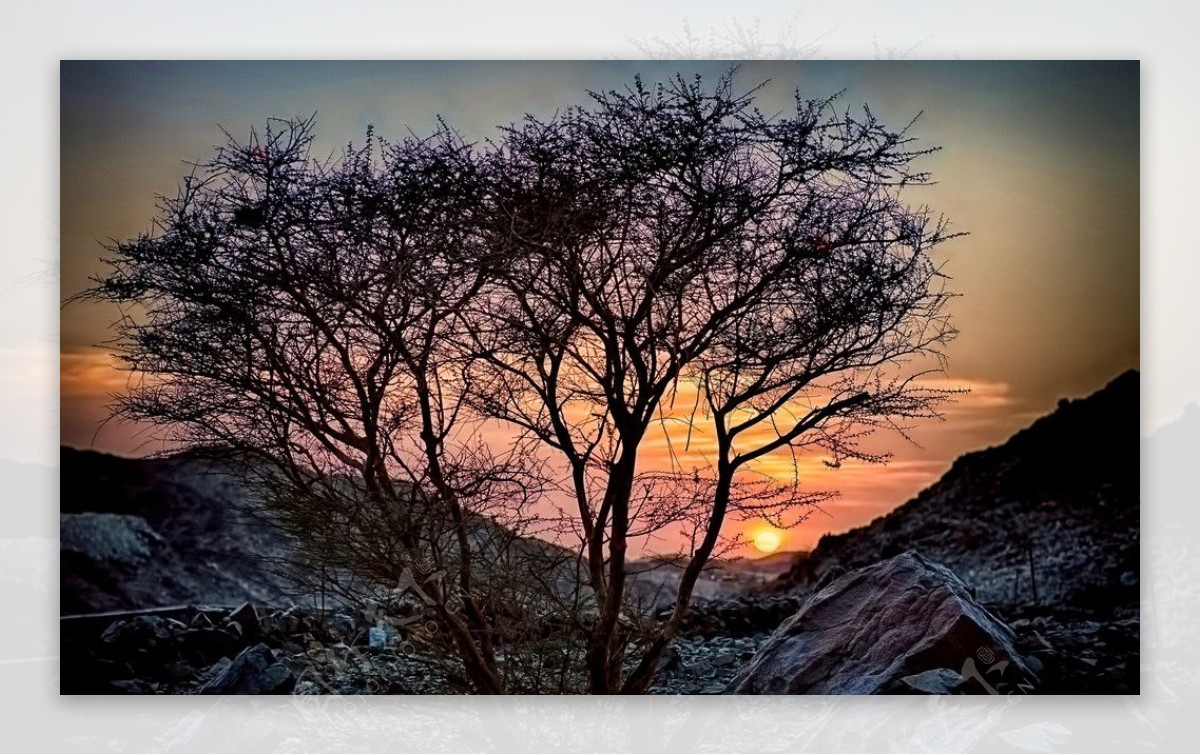 夕阳老树图片