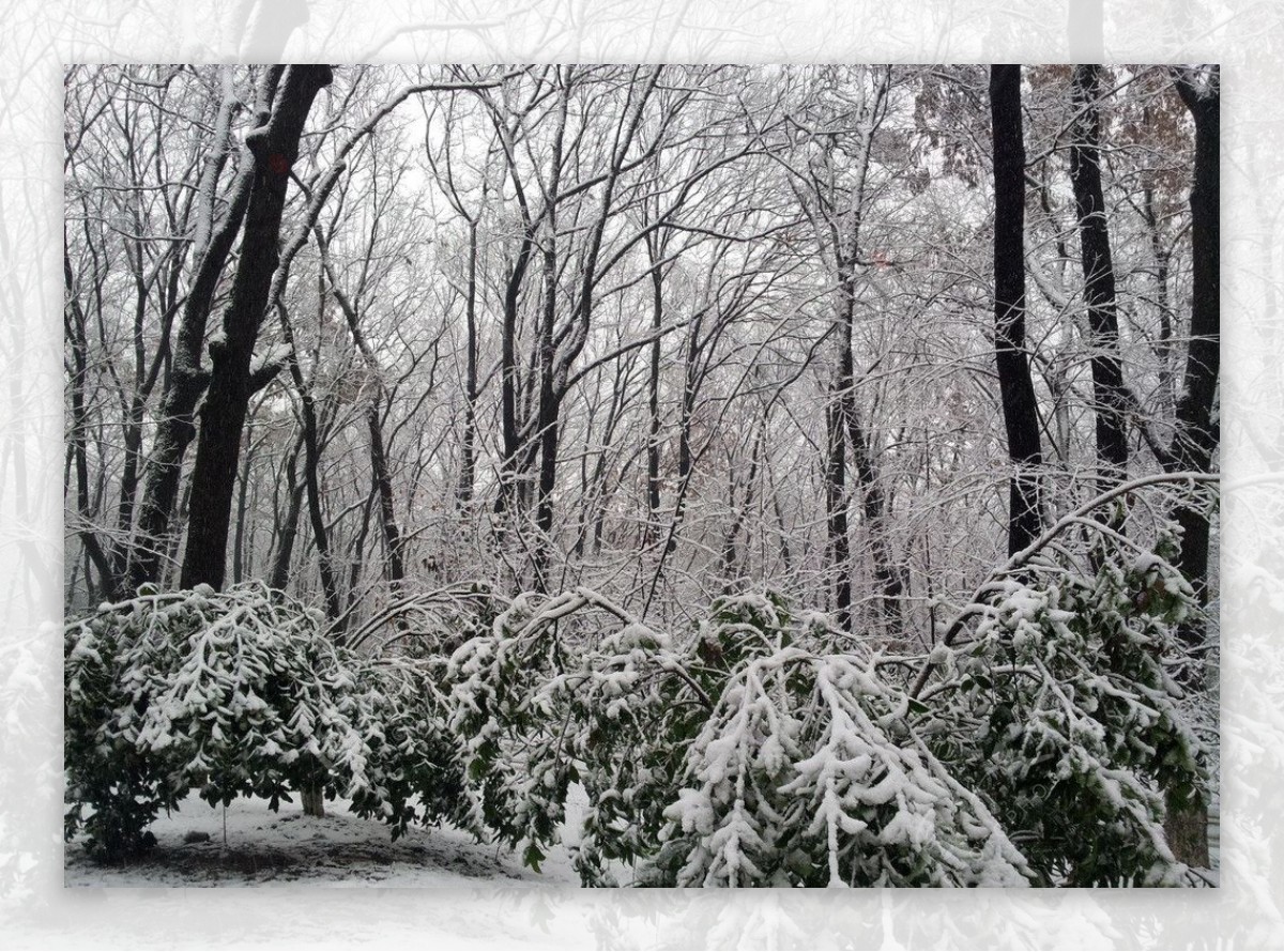 春天的雪图片