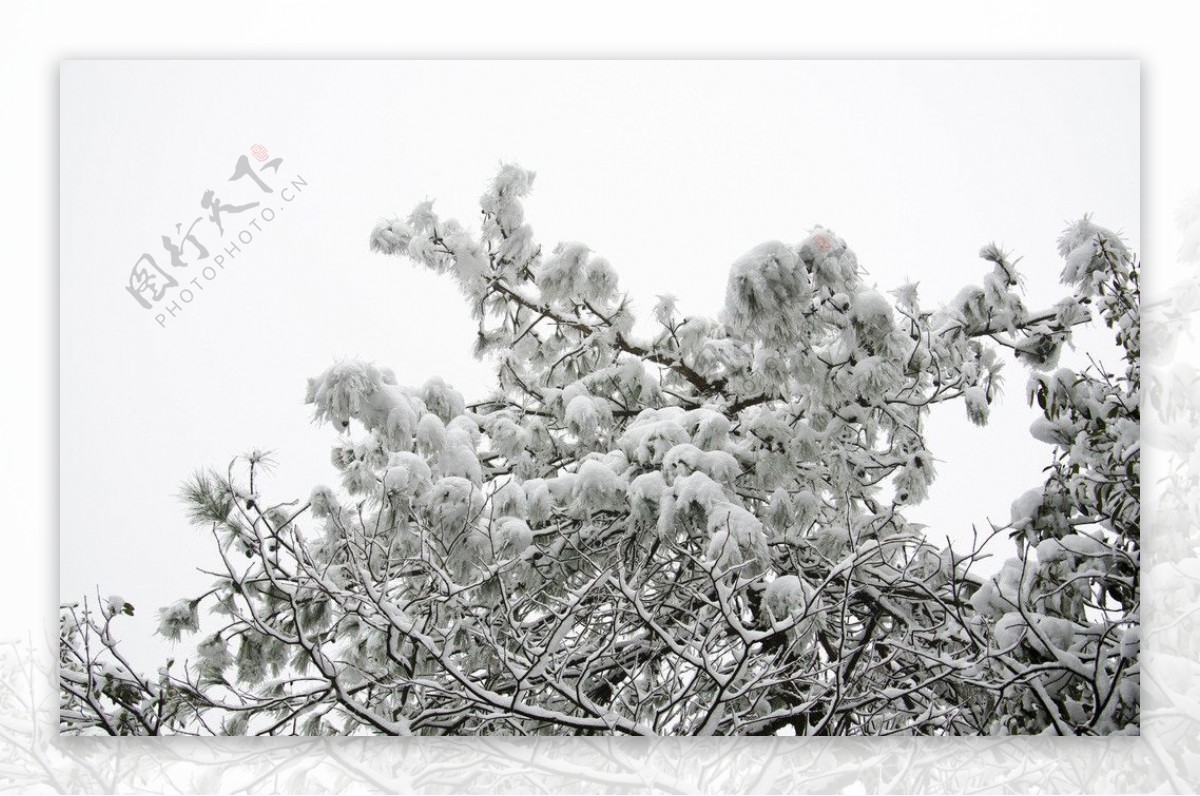 雪景雪松图片