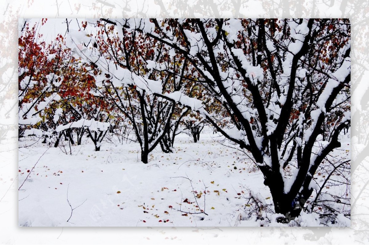 雪后图片