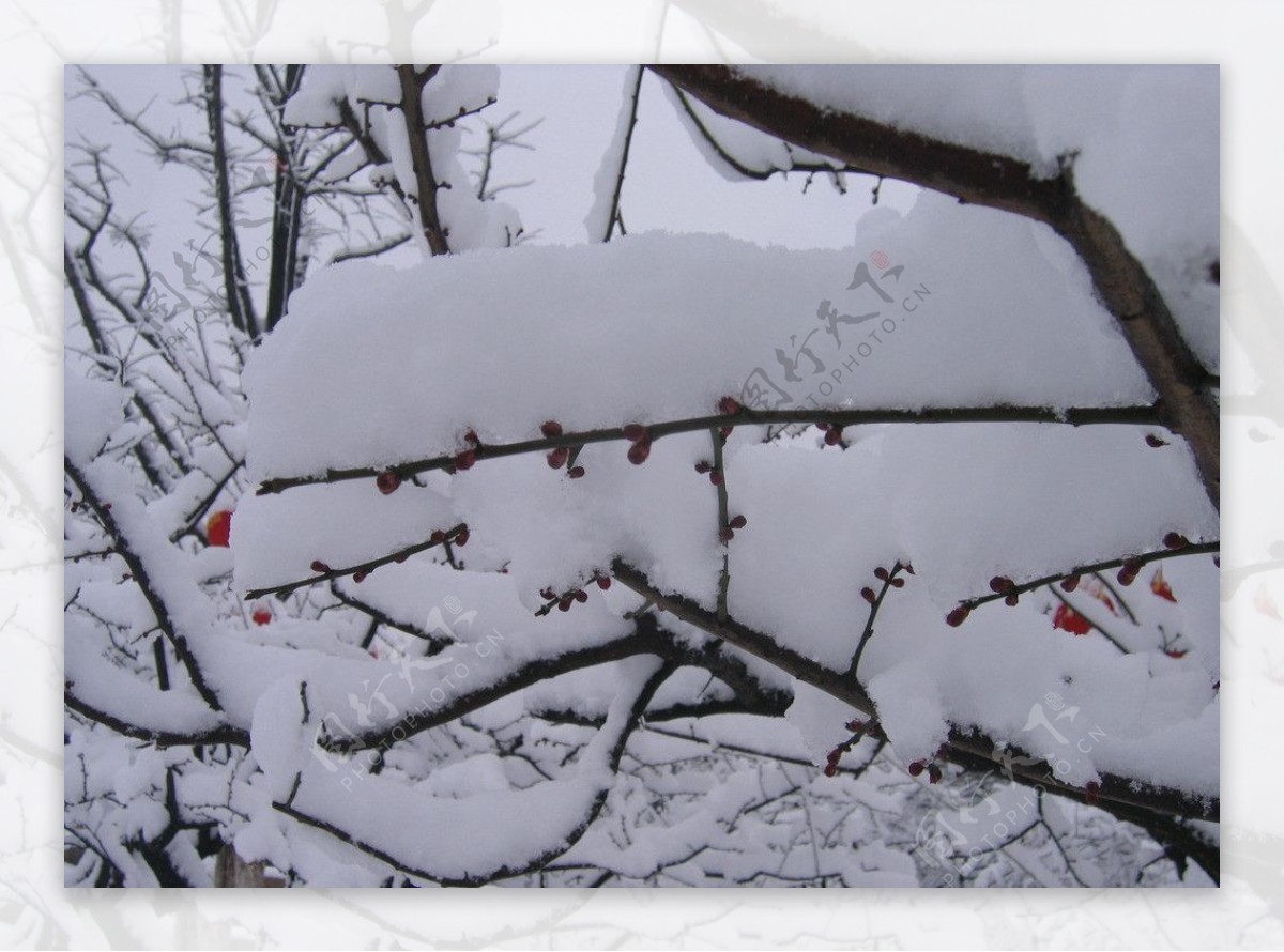 红梅雪景图片