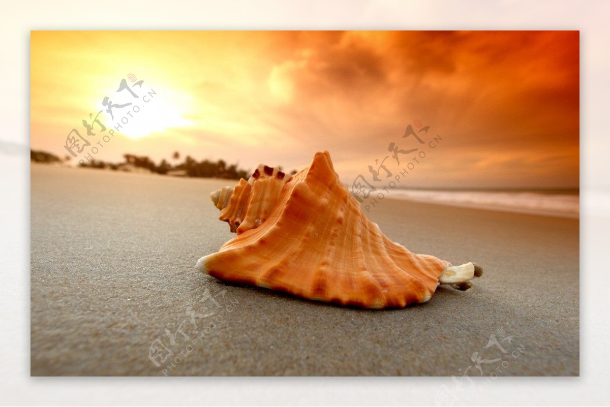 贝壳与海星42041_大海与海边_风景风光类_图库壁纸_68Design
