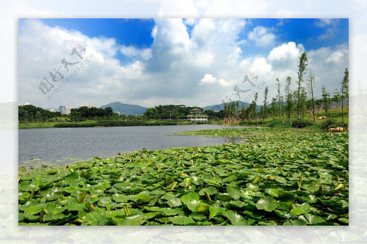 深圳市中心公园图片