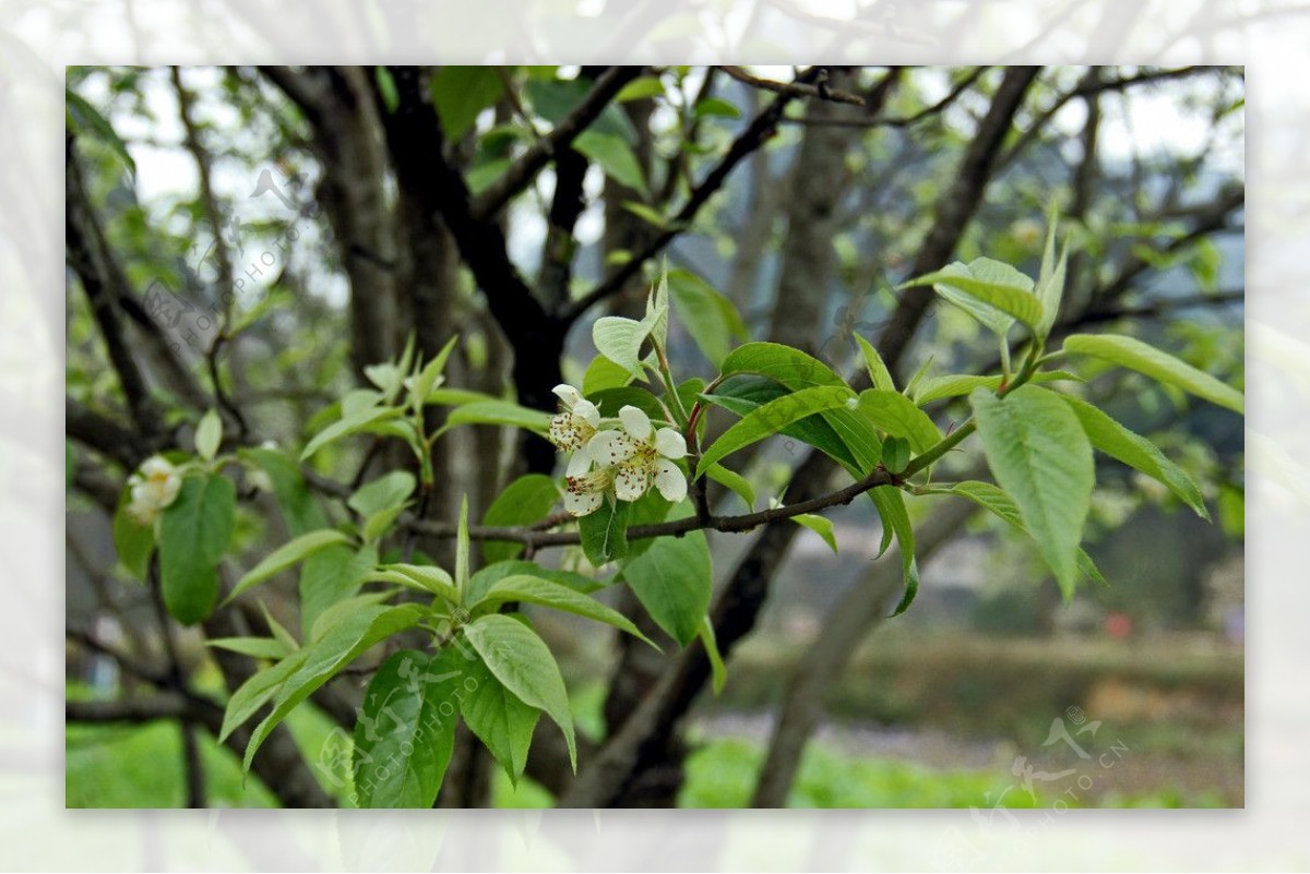 大果山楂花图片