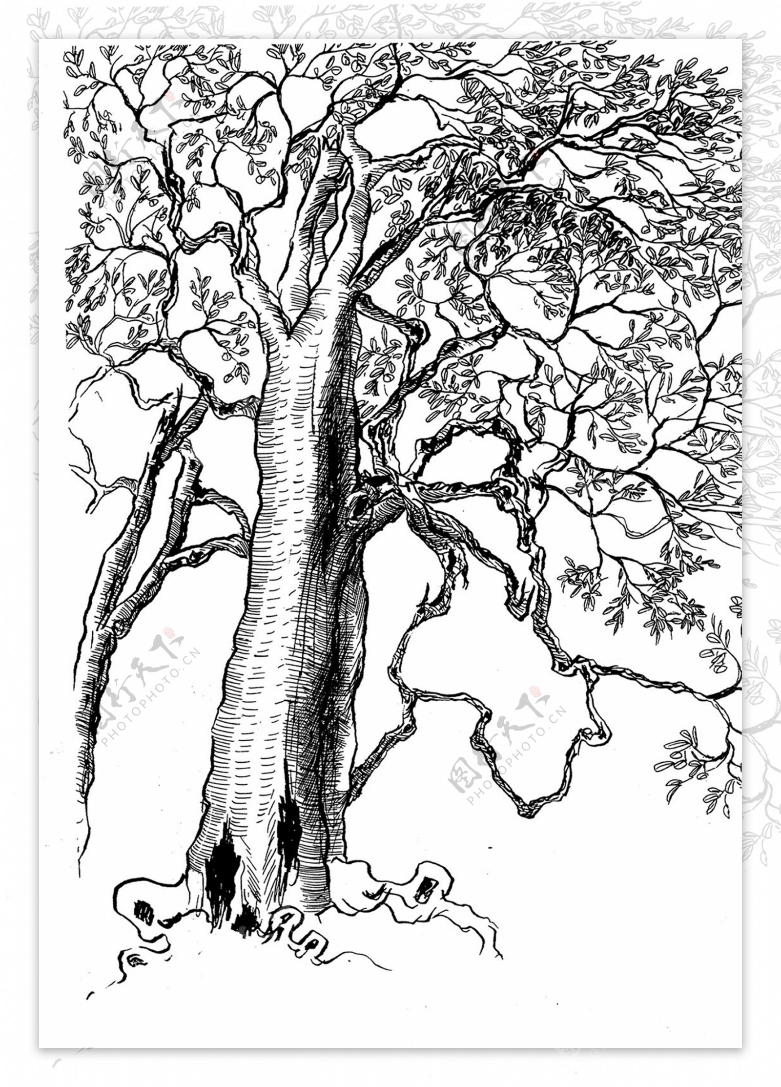 苍劲古茶树图片