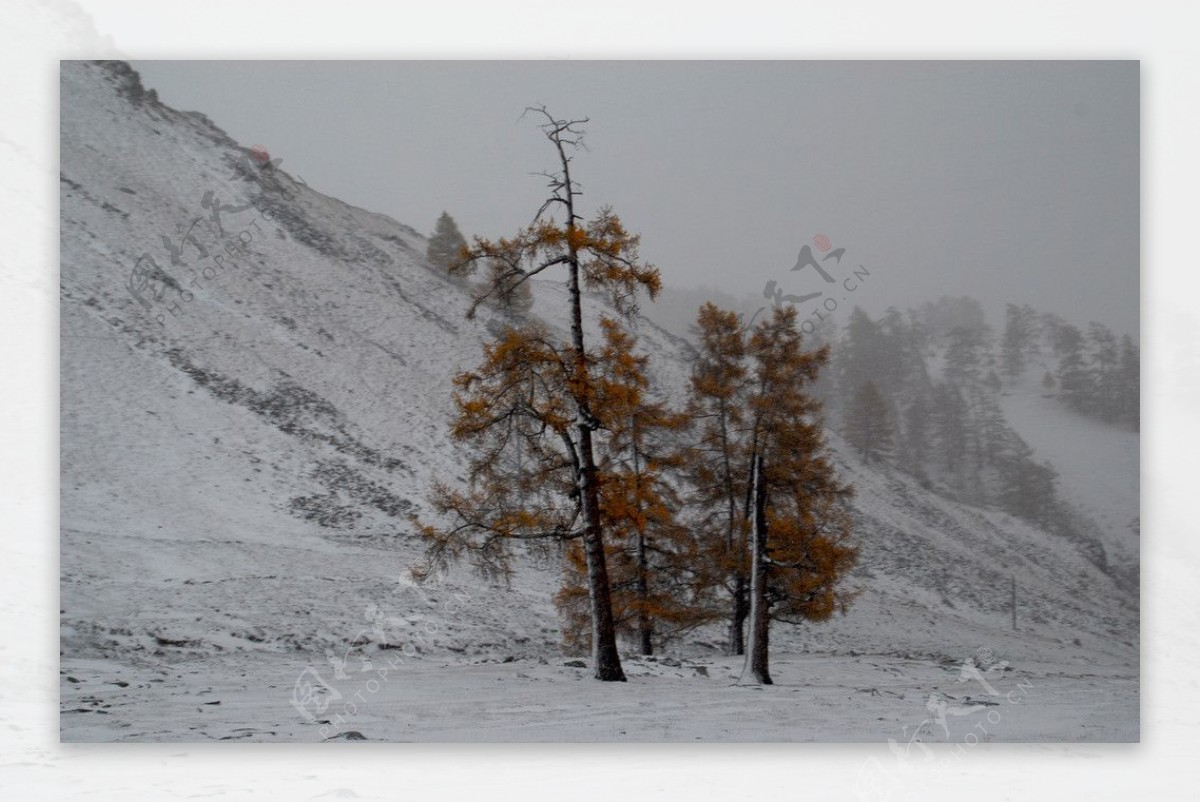 雪地中水墨松树图片