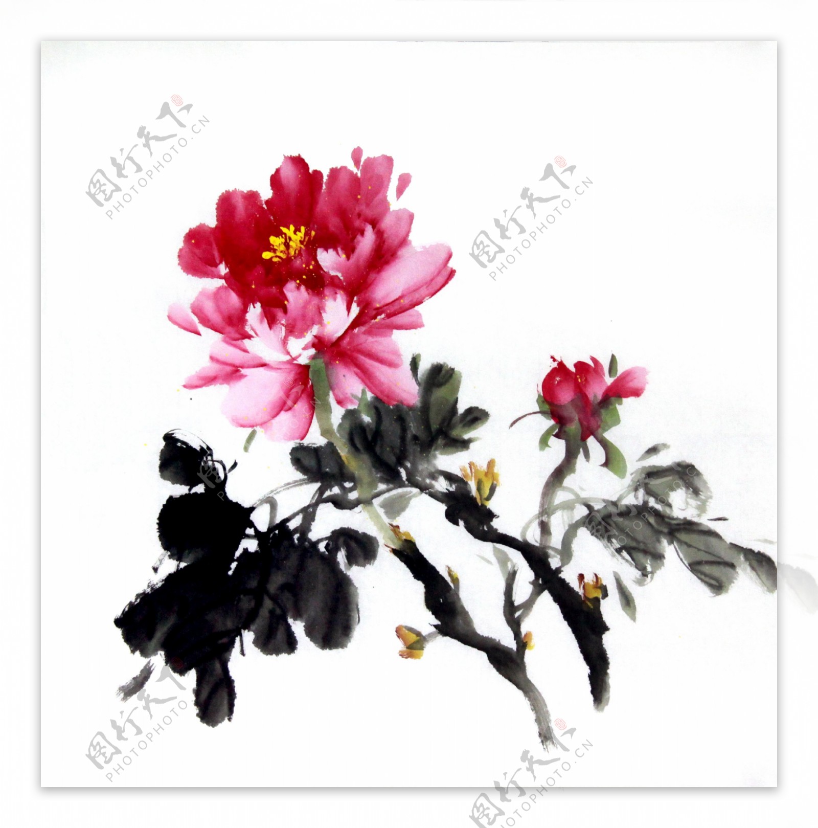 水墨牡丹图片素材-编号11675786-图行天下