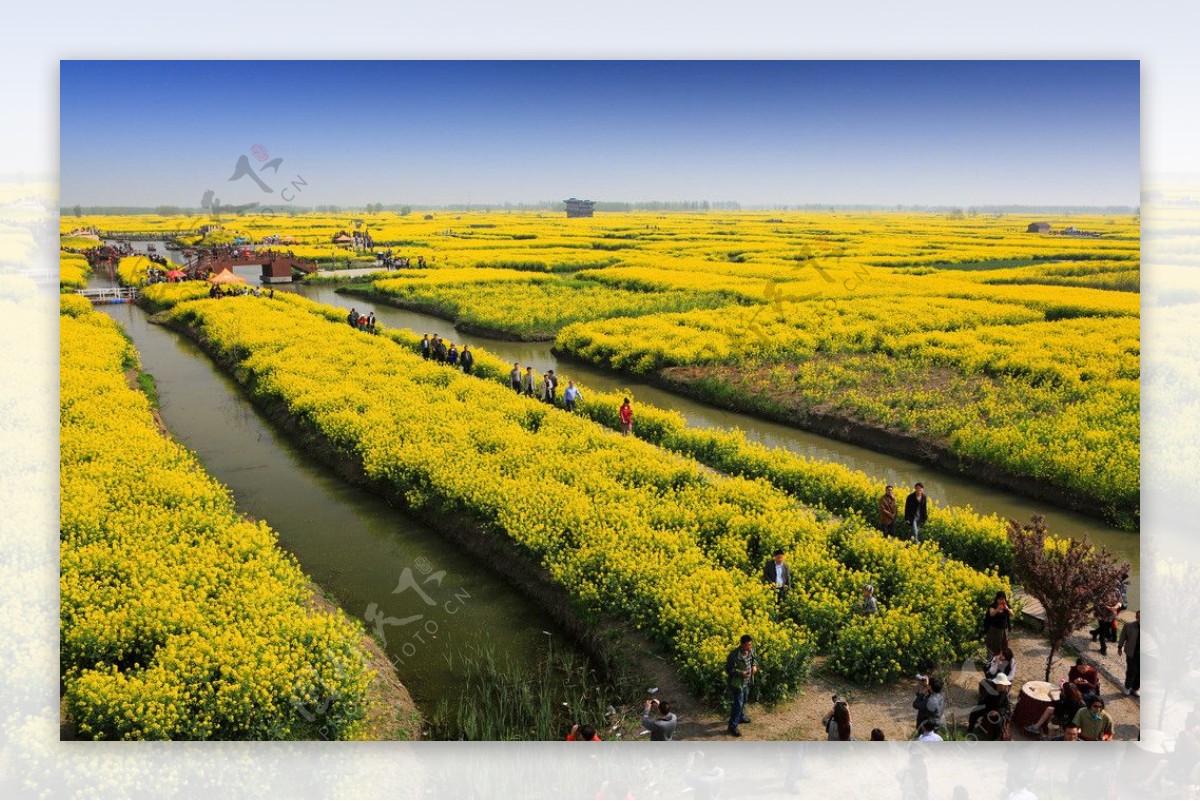 千岛菜花风景区图片