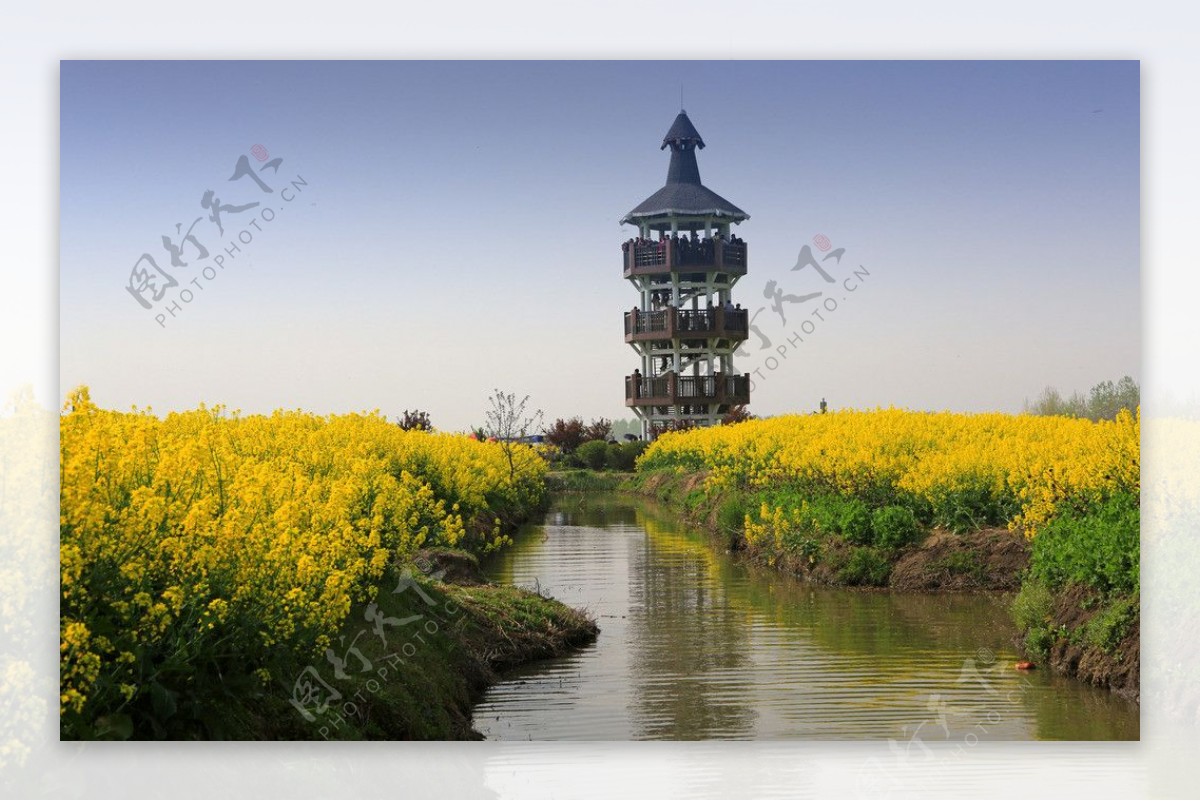 千岛菜花风景区图片