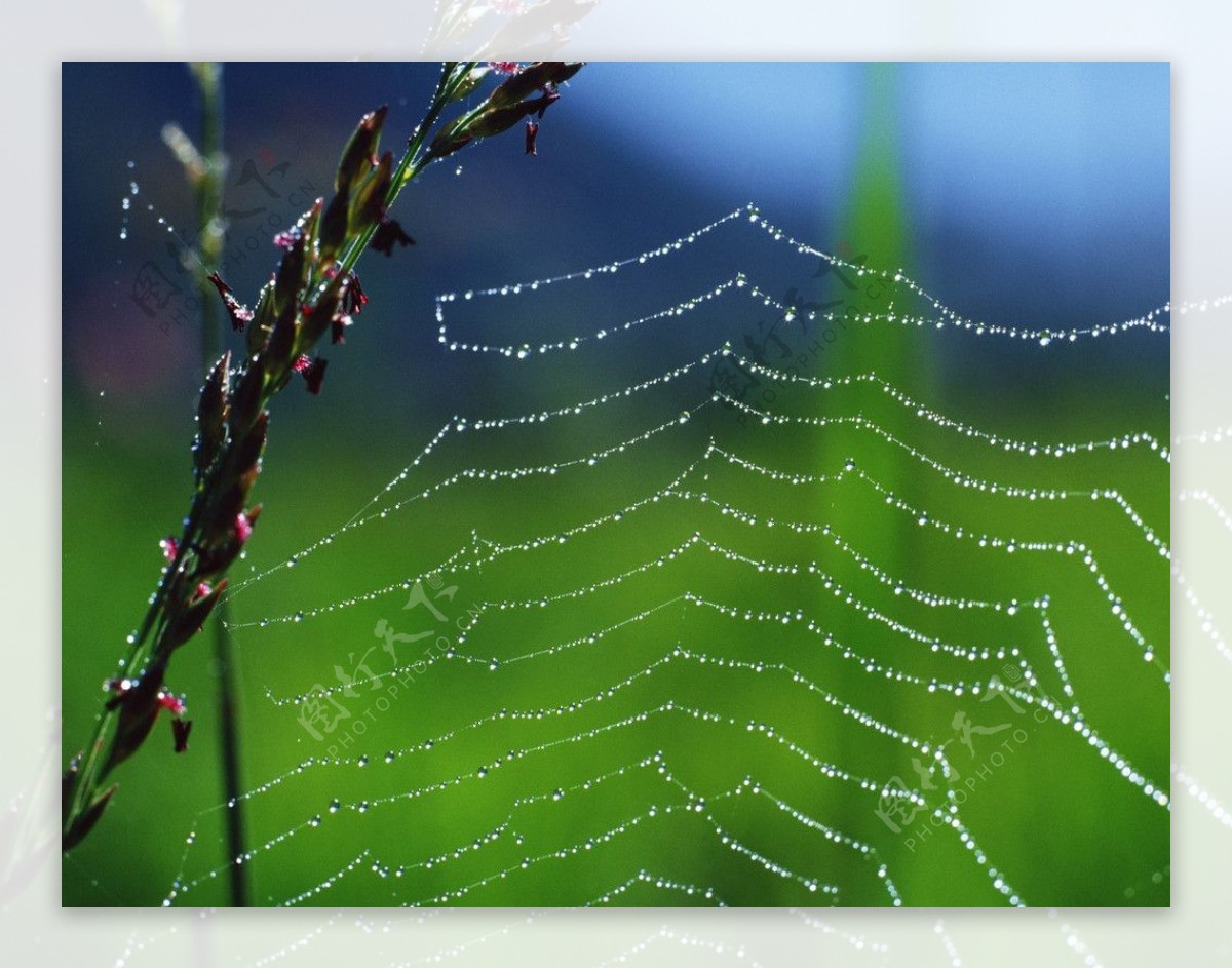 蜘蛛网图片_动物昆虫_自然风景-图行天下素材网