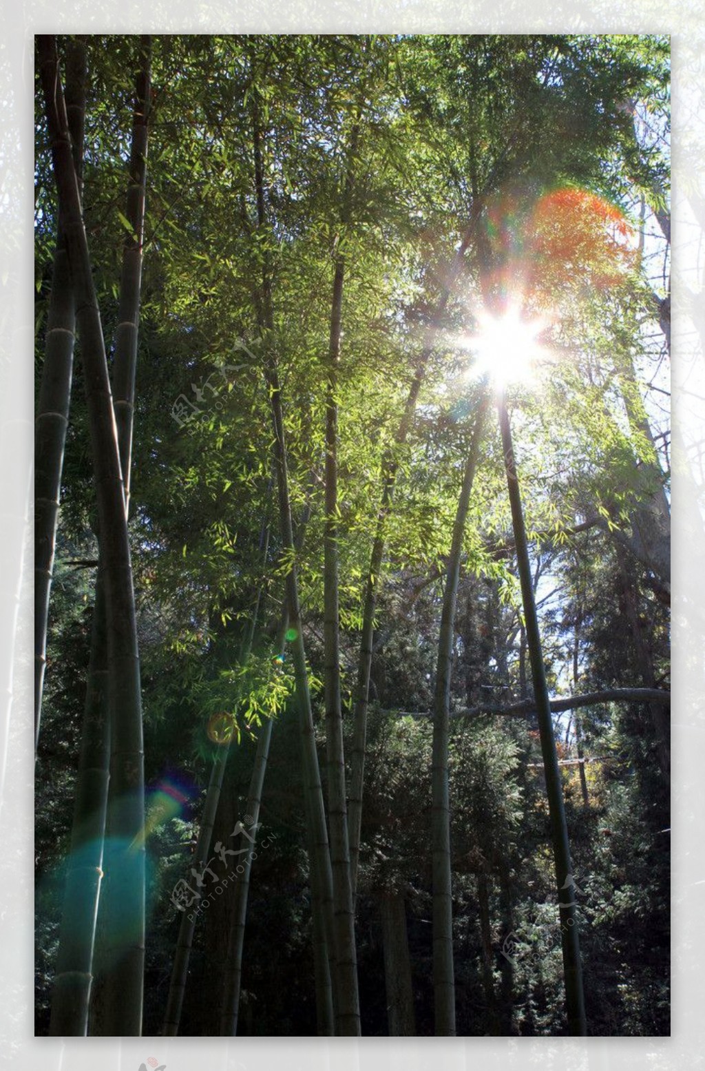 树林中的光晕图片
