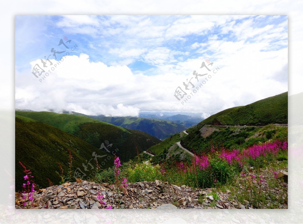 山川鲜花图片