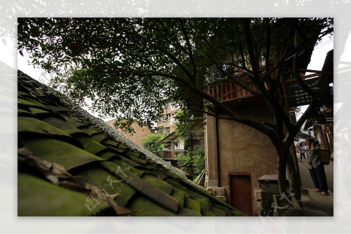 桂花树下的老房图片