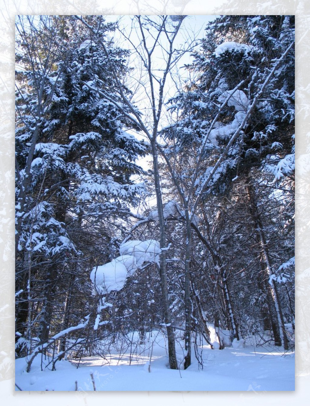 雪乡风景图片