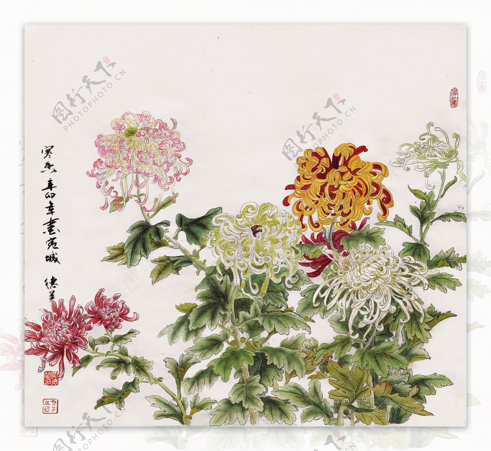 菊花水墨画图片