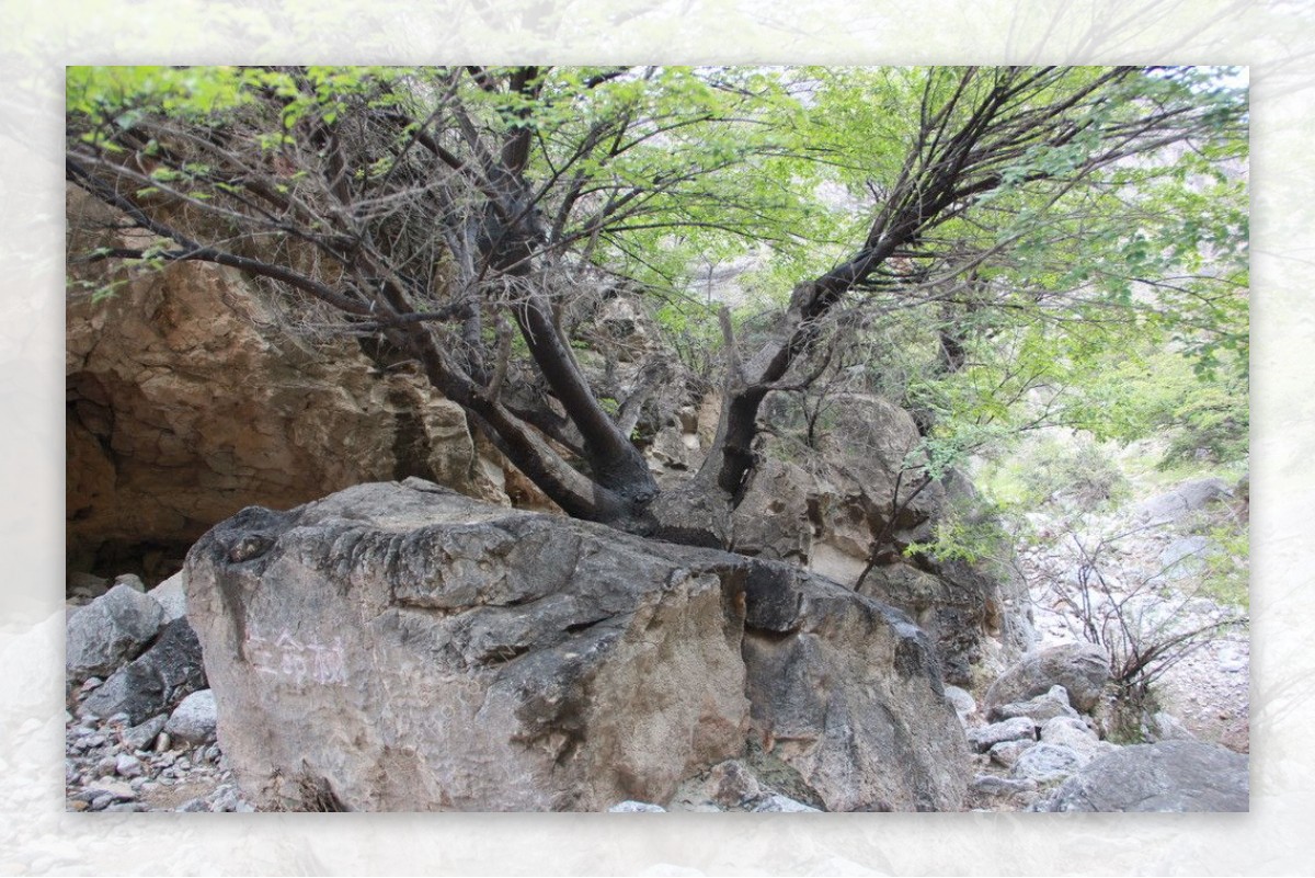 寺口峡谷生命树图片