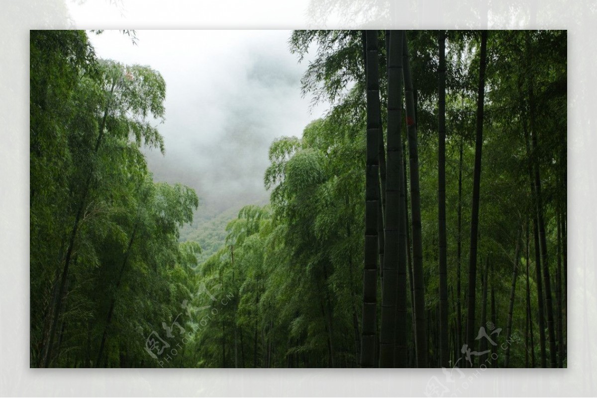 安吉石塔底自然村山上的竹林图片