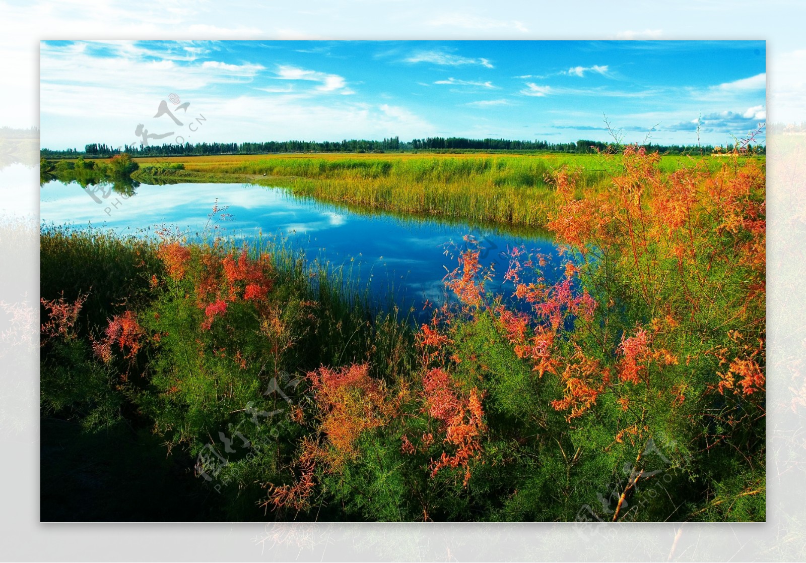 塔里木河畔的夏日红柳图片