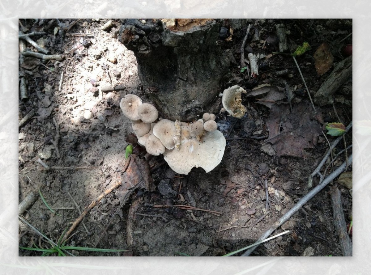 野外蘑菇图片